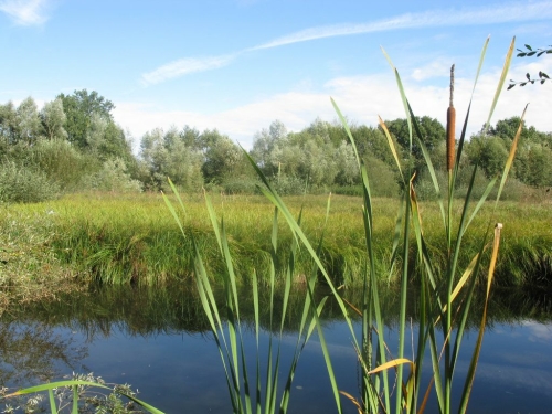 Le petit peuple du marais
