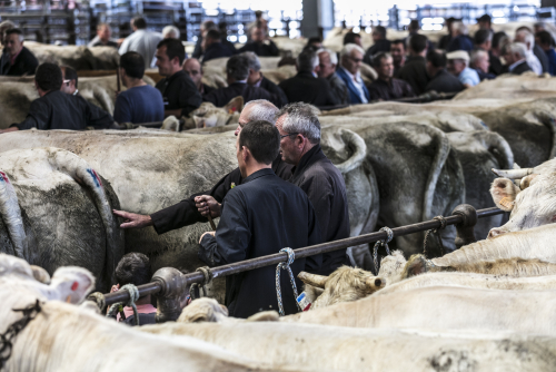 Animations autour du concours de bovins de boucherie