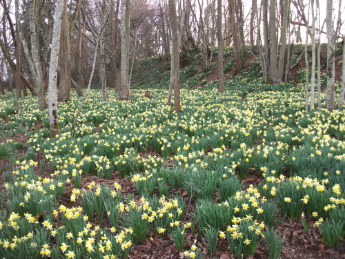 Fête des Jonquilles