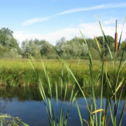 Le petit peuple du marais