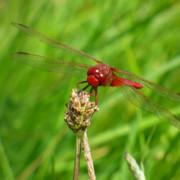 "Les petits Dragons des zones humides"