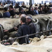 Animations autour du concours de bovins de boucherie