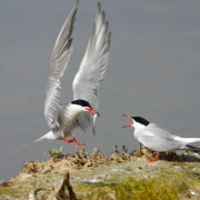 Soirée découverte des oiseaux nicheurs de la gravière de Marcigny