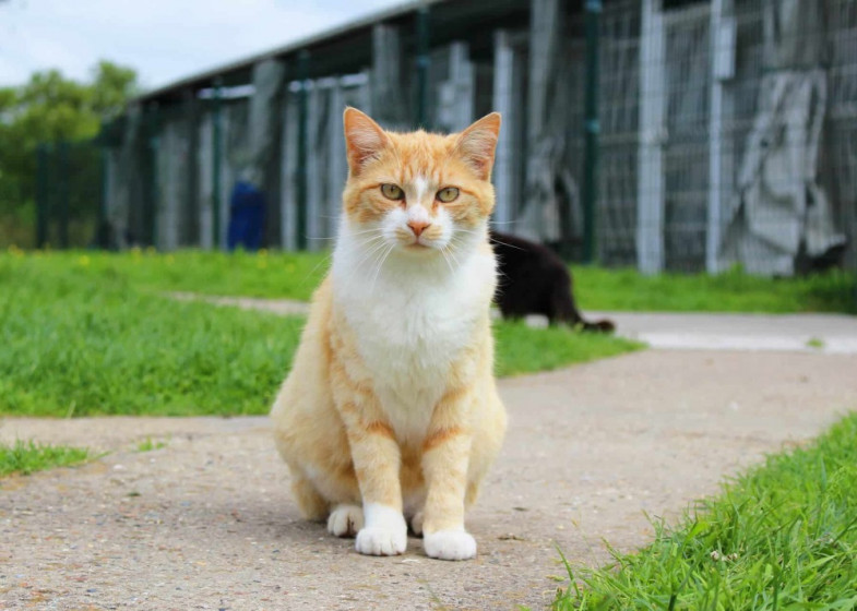 Stérilisation des chats 