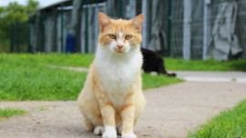 Stérilisation des chats 
